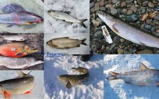 Рыбалка в Якутии – лучшее руководство по ловле на природе