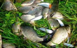 Рыбалка в Туле и области: секреты успеха