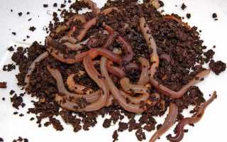 Как сохранить червей в домашних условиях: советы