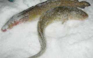 Рыбалка на налима зимой – лучшие способы ловли в пруду