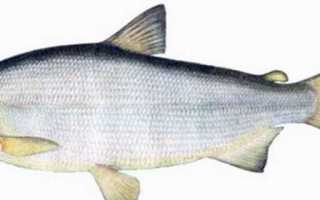 Рыба пелядь – полное описание с фото и рецептами