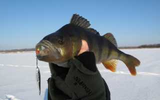 Рыбалка на окуня зимой – секреты ловли на балансир, на балду, мормышку, блесну