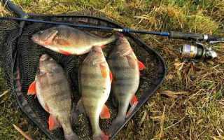 Прогноз рыбалки в Саратовской области на выходные