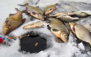 Изготовление домашней прикормки для зимней рыбалки советы