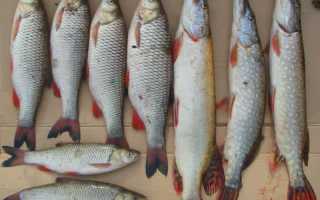 Прогноз клева рыбы в Калуге на следующую неделю
