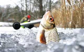 Изготовление прикормки для плотвы для зимней рыбалки: секреты успешного лова