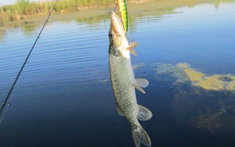 Волгоградской области: рыбалка на озерах