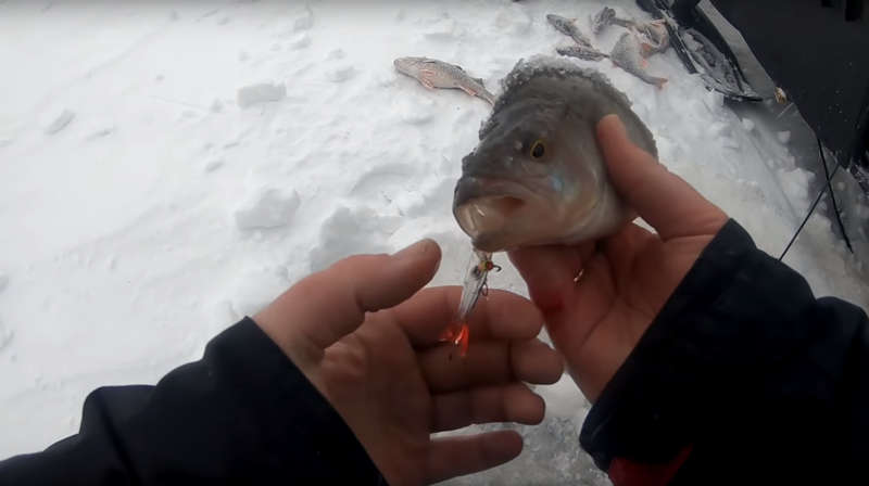 Рыбалка дикарем зимой на Рыбинском водохранилище - окуни в проруби на блесна