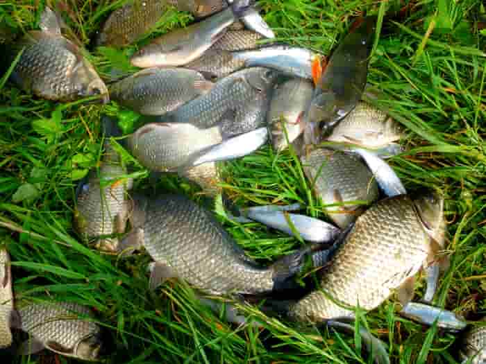 Рыбалка в Туле и Тульской области: какая рыба водится