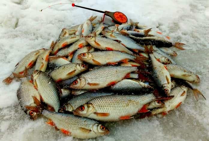 Прогноз клева рыбы в Кировской области и районе на неделю