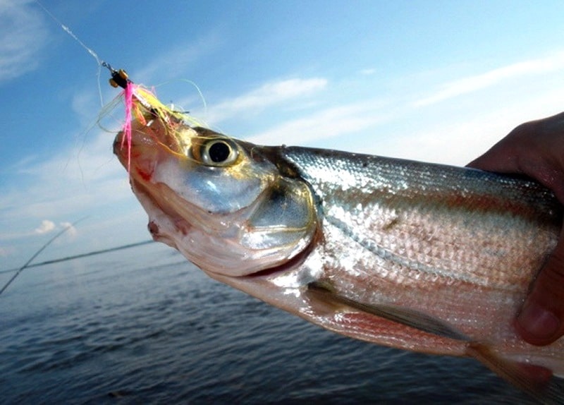 Рыба чехонь: ловля, снасть и прикормка
