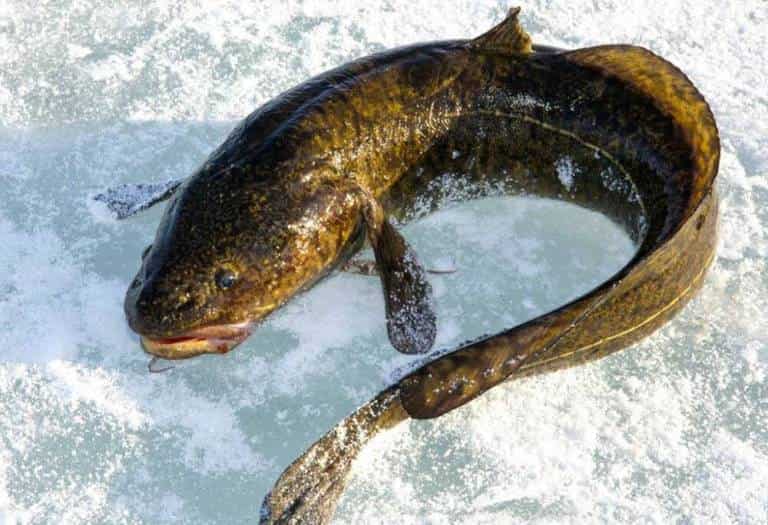 Запрет на ловлю налима на рыбинском водохранилище и области