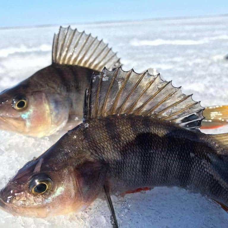 Прогноз клева рыбы в ХМАО Ханты Мансийске щуки и окуня