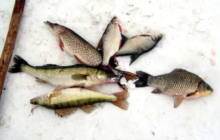 Ловля зимой со льда леща, судака, карася, окуня, рыбалка