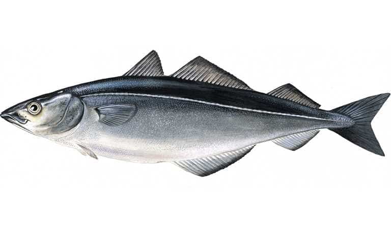 Что за рыба сайда – как готовить, рецепты, отзывы, фото, цена