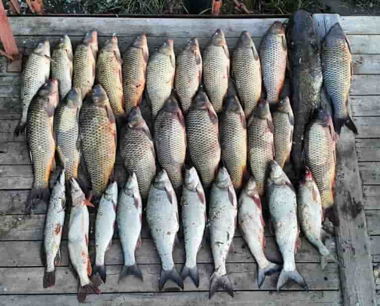 Прогноз клева рыбы на Волге в Саратове, Кимрах, Твери, Дубне