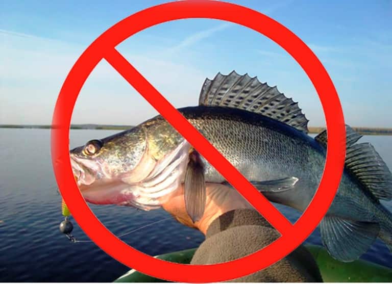 Запрет на ловлю судака по областям, в крае и Рыбинском водохранилище