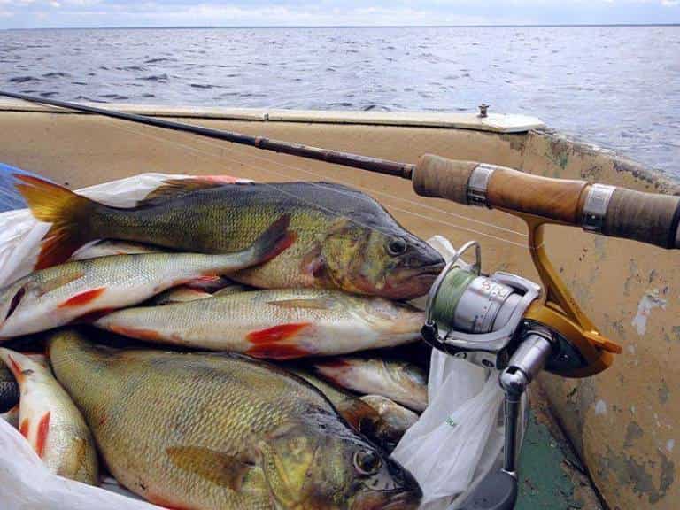 Рыбалка на Ладожском озере