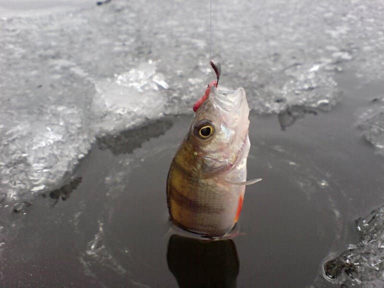 Рыбалка на окуня зимой на мормышку 
