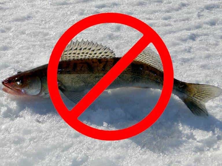 Запрет на рыбалку с какого числа начинается по областям