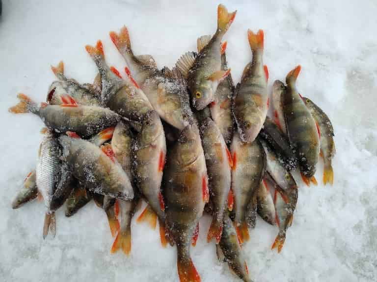 Прогноз клева рыбы в Омске на Иртыше на сегодня, завтра, неделю