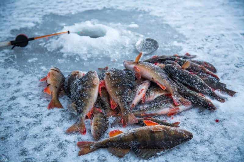 Прогноз клева рыбы в Ивановской области и Иваново на неделю