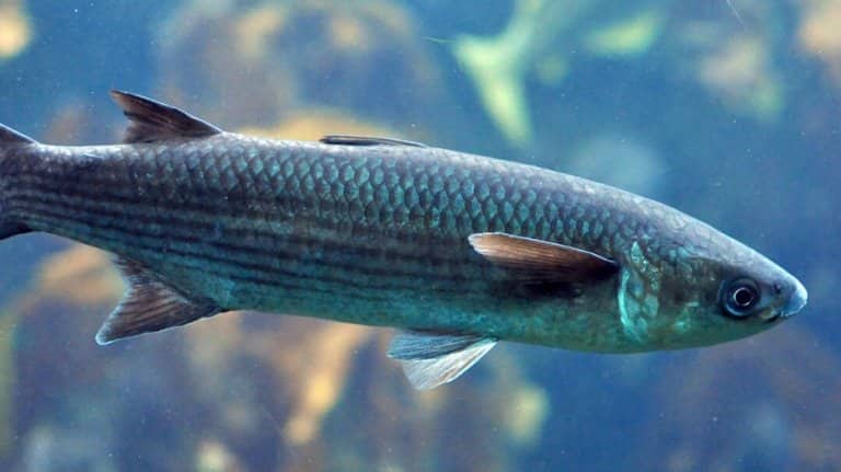 Что за рыба пеленгас черноморский, где водится, рецепты, фото