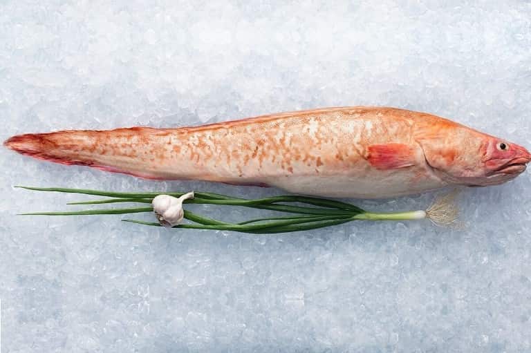 Что за рыба конгрио креветочная – как готовить, рецепты, отзывы, фото