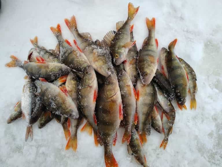 Прогноз клева рыбы в Вологодской области и Вологде, Шексна
