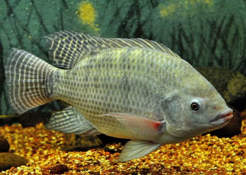 Что за рыба Тилапия – где водится, как приготовить, польза и вред