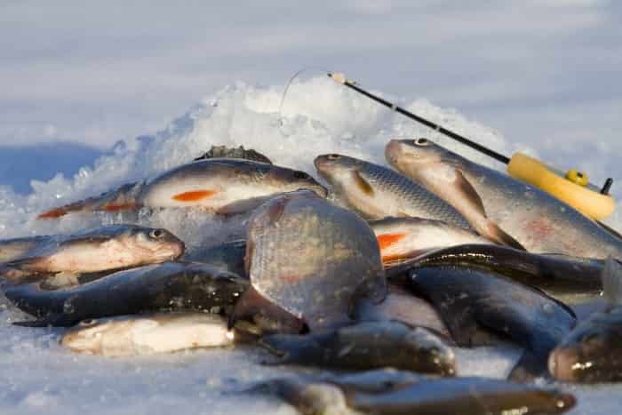 Прогноз клева рыбы, щуки в Ленинградской области на неделю, 5 дней, 3 дня