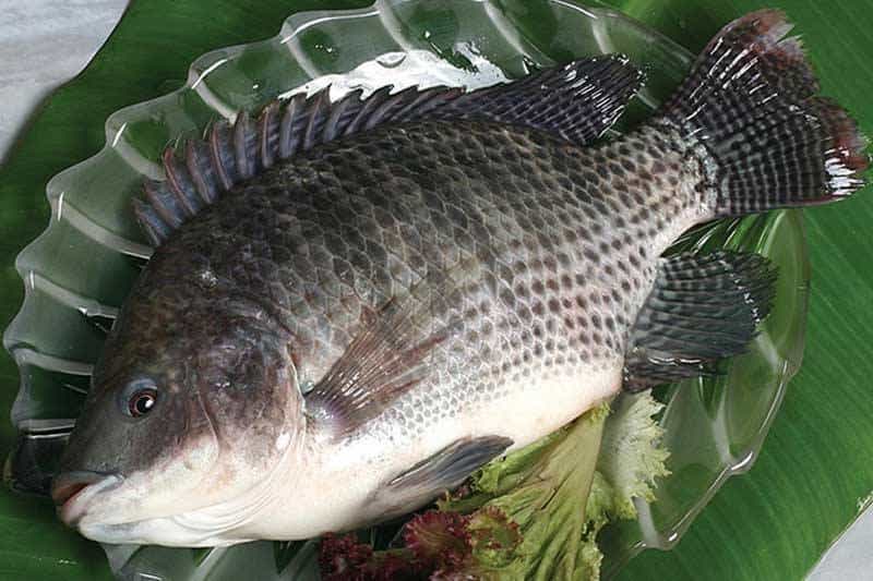 Что за рыба Тилапия – где водится, как приготовить, польза и вред