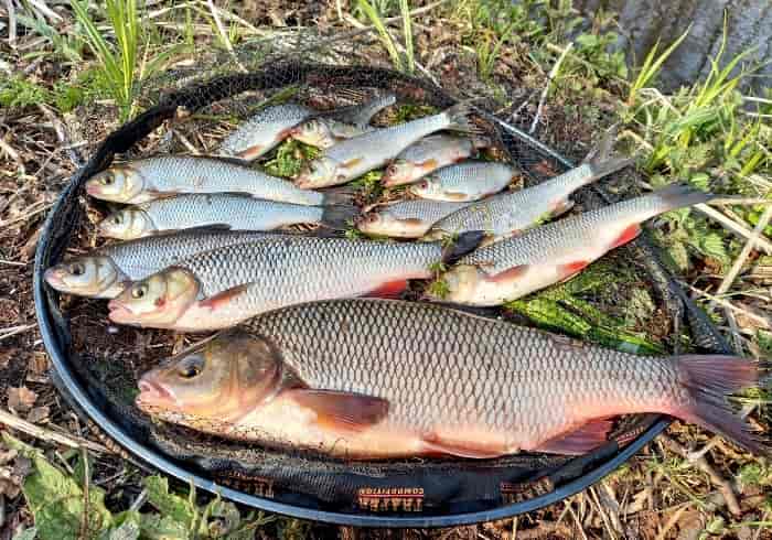 Прогноз клева рыбы в Кировской области и районе на неделю