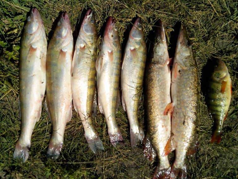 Прогноз клева рыбы в Пинске на сегодня, завтра и неделю