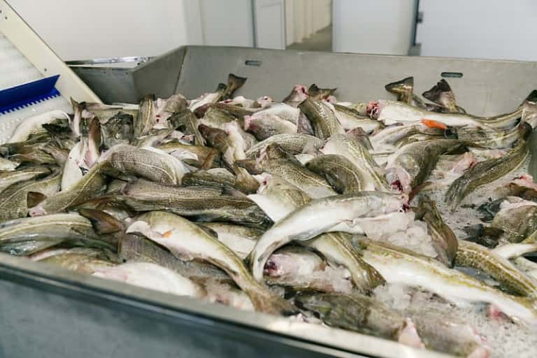 Что за рыба пикша – как готовить, польза и вред, отзывы, вкус