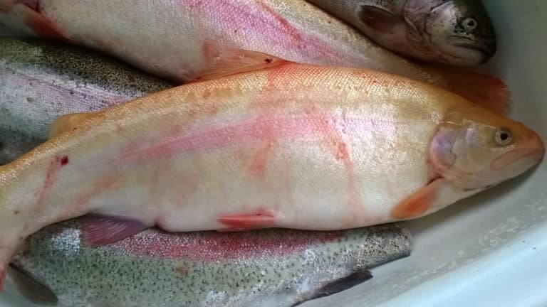 Что за рыба белая форель – как готовить, рецепты, отзывы, фото