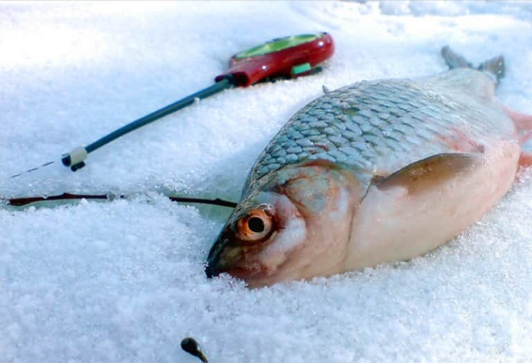 Прогноз клева рыбы в Ярославской области и Ярославле на неделю