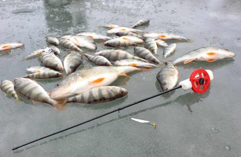 Прогноз клева рыбы в Калужской области на сегодня, 5 дней, неделю