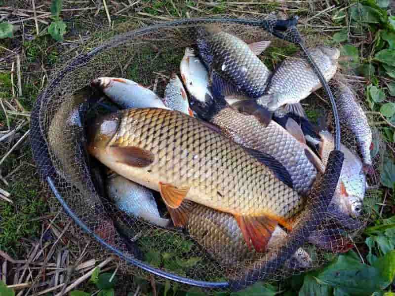 Прогноз клева рыбы в Ивановской области и Иваново на неделю