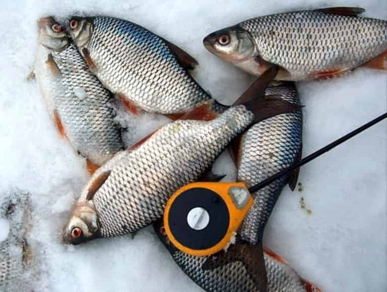 Прогноз клева рыбы в Ярославской области и Ярославле на неделю