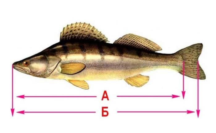 Как измеряет рыбу рыбнадзор, инспектор
