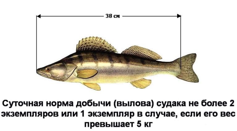 Запрет на ловлю судака по областям, в крае и Рыбинском водохранилище