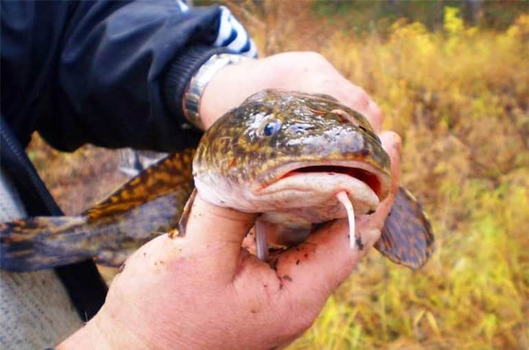Запрет на ловлю налима на рыбинском водохранилище и области