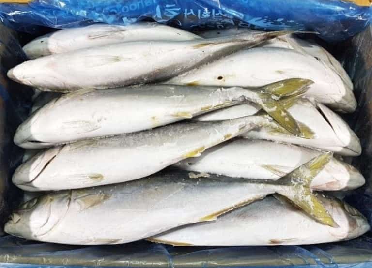Что за рыба лакедра – как готовить, рецепты, отзывы, фото желтохвоста