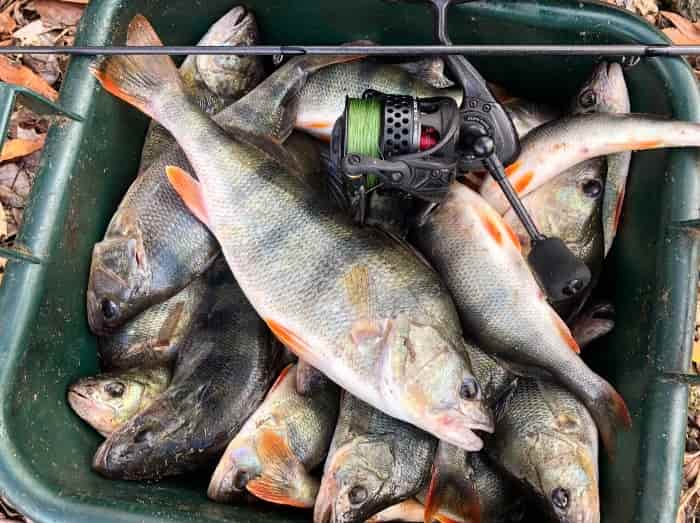 Правила рыбалки в Ростовской области