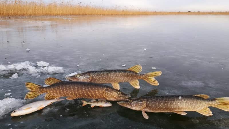 Прогноз клева рыбы в Свердловской области на завтра, 5 дней, неделю