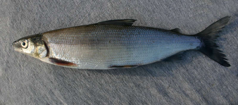 Рыба сиг - описание, свойства, методы ловли, ареал обитания
