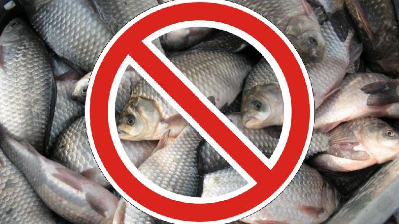 Запрет на вылов рыбы закон